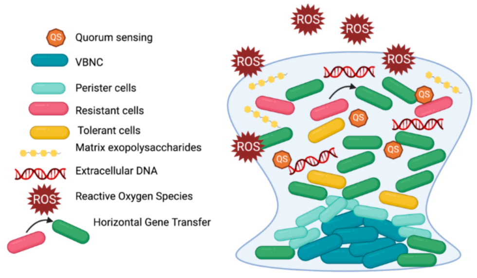 Understanding the Hidden Danger of Biofilm