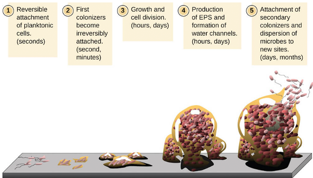 infographic describing how biofilms are formed